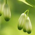 Kokořík Polygonatum Multiflorum 2
