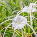 Křín skloněný Crinum augustum 2