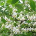 Styrax Styrax Officinalis 2