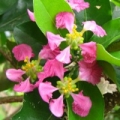 Acerola Malpighia emarginata 2