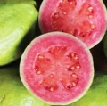 Květ guavy Psidium Guajava 2