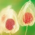 Mochyně Physalis Peruviana 2