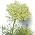 Morač Amni visnaga, toothpickweed, bisnaga 2