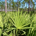 Serenoa plazivá Serenoa Repens 2