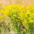 Zlatobýl Solidago 2