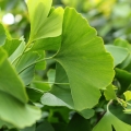 Ginkgo Ginkgo biloba 2