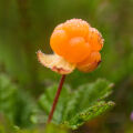 Moruška Rubus Chamaemorus 2
