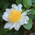 Maninka Oncoba Spinosa 2