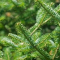 Kanadský balzám Abies Balsamea 2