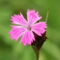 Hvozdík Dianthus 2
