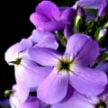 Fiala šedivá Matthiola incana 2