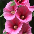 Topolovka Malvarosa 2