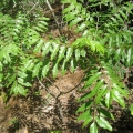 Katrafay Cedrelopsis grevei 2