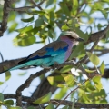 Mopan Colophospermum mopane 2