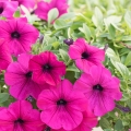 Petunie Petunia 2