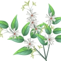 Noční kvetoucí jasmín Cestrum Nocturnum 2
