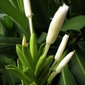 Bílá zázvorová lilie Hedychium coronarium 2