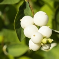 Pámelník Symphoricarpos 2