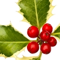 Květ cesmíny Ilex aquifolium 2