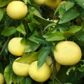 Grapefruit Citrus Aurantium 2