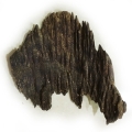 Thajský oud Aquilaria agallocha 2