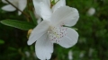Kožené dřevo Eucryphia lucida 2