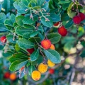 Medvědice Arbutus Menziesii 2