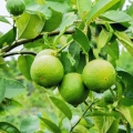 Limetka Citrus aurantifolia 2
