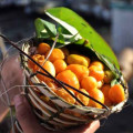 Umbu-Cajá | Taperebá Spondias Mombin L. 2