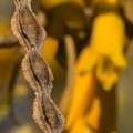 Kowhai  2