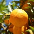 Hořký pomeranč Citrus bigaradia 2
