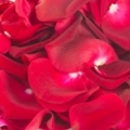 Čínská růže Rosa chinensis 2