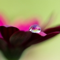 Kapka rosy 2