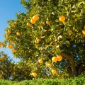 Pomeranč Citrus sinensis  2
