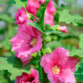 Sléz Alcea Rosea 2