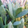 Motar přímořský Crithmum maritimum 2