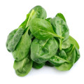 Špenát Spinacia oleracea 2