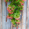 Rangúnská liána Combretum Indicum 2