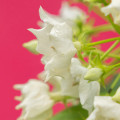 Vallaris glabra Vallaris Glabra 2