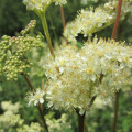 Tavolník Filipendula Ulmaria 2