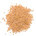 Hořčičné semínko Brassica Nigra 2