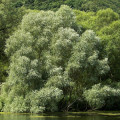Vrba bílá Salix Alba 2