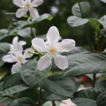Wrightie Wrightia Antidysenterica 2