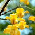 Květina Lamduan Melodorum Fruticosum 2