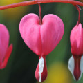 Srdcovka Lamprocapnos spectabilis 2