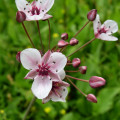 Šmel okoličnatý Butomus Umbellatus 2