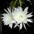 Orchidejový kaktus Epiphyllum 2