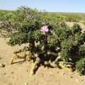 Monsonia patersonii Sarcocaulon Crassicaule 2