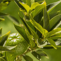 Květ chinotta Citrus myrtifolia 2