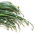 Pažitka Allium Schoenoprasum 2